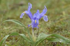 Iris planofolia