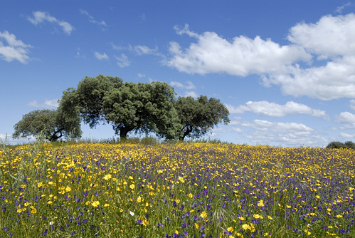 Extremadura, Finca Las Abubillas, flowers, holiday, birding